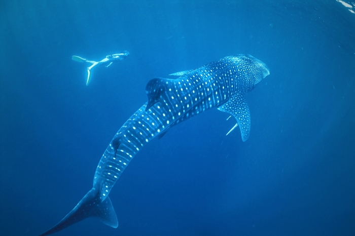 whale shark snorkel - snorkelling2